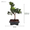 Podocarpus bonsai P15 S z nożyczkami do bonsai Podgląd zdjęcia produktu 2