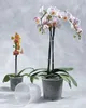 Geli Phalaenopsis Pot pour orchidées Transparent Ø 15 cm - Voir les images du produit 5