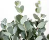 2x Eucalyptus gunnii - Gummibaum - Strauch - Immergrün - Produktbild-Vorschau 3