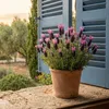 Bloomique - Lavandula Stoechas Anouk - Lavande Papillon - Voir les images du produit 4