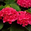 Green boutiQ - Hortensia - Hydrangea macrophylla Red - Voir les images du produit 5