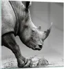 Bilder auf glas - Einteilig - Nashorn Monochrom Tier - Produktbild-Vorschau 1