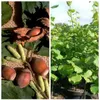 Haselnuss 'Nottinghams Fruchtbare' Produktbild-Vorschau 1
