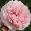 Růže – Kordes Beetrose – Rosa 'Larissa'® Náhled obrázku produktu 1