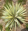 Palmlilie ´BRIGHT EDGE´ 30-40 cm, Cont. 2,5 l Produktbild-Vorschau 2