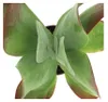 Kalanchoe thyrsiflora "Red Lips" - en pot de 10,5 cm Voir les images du produit 2
