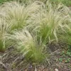 Herbe aux plumes - Set de 6 - Stipa tenuifolia 'Pony Tails' Voir les images du produit 5