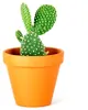 Gardners Opuntia, průměr 6 cm Náhled obrázku produktu 1