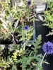 6 x Echinops ritro 'Veitch's Blue' - bodlák - květináč 9x9 Náhled obrázku produktu 1