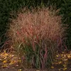 Stauden Gänge 1 x Panicum virgatum 'Squaw' im 1 Liter Topf Produktbild-Vorschau 2