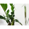 Selbsthaftend Fensterfolie 45x150 cm - Bambus - Produktbild-Vorschau 10