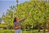 A woman is pruning a tree with a long-handled pruning tool. Produktbild-Vorschau