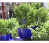 Dehner Heidelbeere Pünktchen, große hellblaue Früchte, ca. Produktbild-Vorschau 5