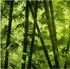 Leinwandbild Botanical Dschungel 50 x 50 cm - Wandbild Grün Produktbild-Vorschau 1
