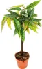 Tamaya-Begonie - Begonia albopicta - Begonien-Stämmchen - Produktbild-Vorschau 1