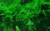 Aquarium Pflanze In Vitro 1 Moos Vesicularia ferriei Produktbild-Vorschau 1