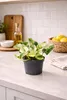 Epipremnum Happy Leaf Topf ca. 20 cm - Pflegeleichte Produktbild-Vorschau 4