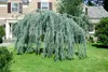 Larix kaempferi 'Pendula', Japanische Lärche, hängend, Produktbild-Vorschau 8