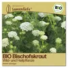 Samenliebe  Bischofskraut Samen | Wildblume - samenfestes  Produktbild-Vorschau 1