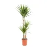 Dragonnier Marginata - Ø21cm - ↕120cm Voir les images du produit 9