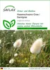 SAFLAX - Hasenschwanz-Gras / Samtgras - Lagurus ovatus - Produktbild-Vorschau 1