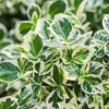 GreenboutiQ - Gartenpflanze - Euonymus fortunei Emerald Produktbild-Vorschau 5