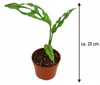 Monstera obliqua, Peru, ca. 20 cm – Zeldzame kamerplant met Productafbeelding-voorbeeld 5