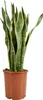 Bloomique - Sansevieria Laurentii - Bogenhanf - Sukkulenten Produktbild-Vorschau 1