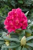 Rhododendron Hybr. 'Dr H. C. Dresselhuys', czerwony, 70-80 Podgląd zdjęcia produktu 4