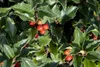 Ilex meserveae 'Heckenstar', ostrokrzew, zimozielony, Podgląd zdjęcia produktu 4