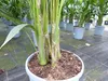 Kentia Premium Palme 160 - 180 cm | bis 10 Pflanzen im Topf Produktbild-Vorschau 2
