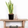 Bloomique - Sansevieria Laurentii - Język teściowej - Podgląd zdjęcia produktu 2