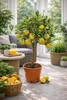 Oranger panaché 70–100 cm – Citrus sinensis Variegata Voir les images du produit 2