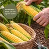 GardenTaurus®  Zuckermais Golden Bantam sehr süß Produktbild-Vorschau 5