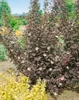 Physocarpus opulifolius 'Diabolo' -R-, Blasenspiere, Produktbild-Vorschau 14
