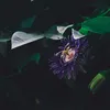 Bloomique - 2er-Set - Passiflora Purple Haze - Produktbild-Vorschau 3