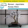 SAFLAX - Zestaw do uprawy - Bonsai - Japońskie Kwiaty Wiśni Podgląd zdjęcia produktu 6