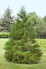 Sequoiadendron giganteum, Bergmammutbaum, 50–60 cm Produktbild-Vorschau 3