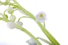 Maiglöckchen, im Topf - Convallaria majalis, weiß Produktbild-Vorschau 2