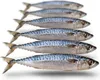 Köderfische Makrele Klein - Vakuumverpackt | 17-25CM | Produktbild-Vorschau 1