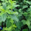 6 ks kríkov – Euonymus fortunei 'Dart's Blanket' | Kvetináč Náhľad obrázku produktu 1