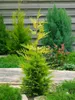 Cupressocyparis leylandii, Leyland-Zypresse, immergrün, Produktbild-Vorschau 8