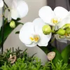 Hummingbird Orchids - White Phalaenopsis Orchid - Niagara Podgląd zdjęcia produktu 3