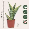 Sansewieria gwinejska - 2 szt - Sansevieria 'Futura' - Podgląd zdjęcia produktu 2