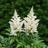 Stauden Gänge 1 x Astilbe japonica 'Deutschland' im 0,5 Produktbild-Vorschau 8