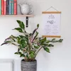 Korbmarante - Calathea Lietzei 'White Fusion' - Höhe Produktbild-Vorschau 6