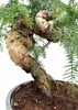 Zimmerpflanze Araucaria Cunninghsmii P25 Bonsai Produktbild-Vorschau 4