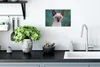 MuchoWow® Poster Nahaufnahme einer Siamkatze 30x20 cm - Produktbild-Vorschau 3