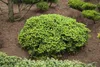 Abies koreana 'Brillant', Koreatanne, kompakt, 15–20 cm Produktbild-Vorschau 1