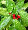 Japanische Aukube ´VARIEGATA´ 15-20 cm, Cont. 2,5 l Produktbild-Vorschau 2